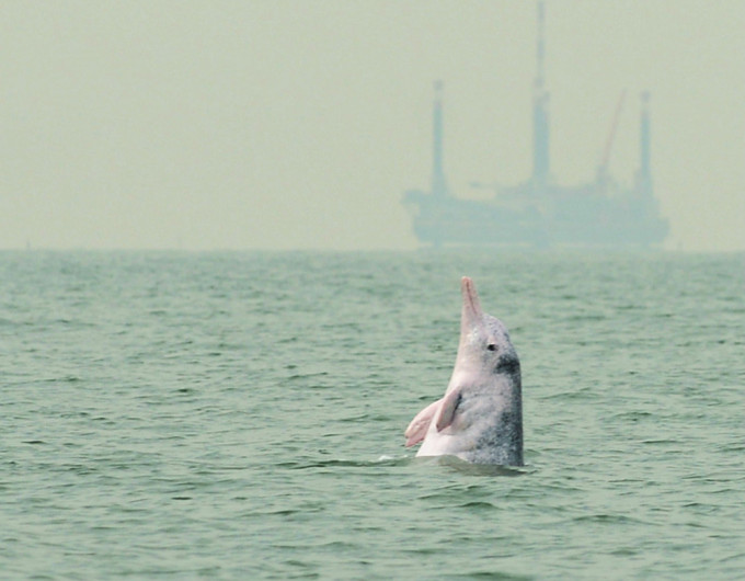 世界自然基金會擔心填海危及中華白海豚生態。資料圖片