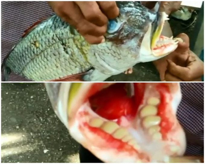 魚的兩側腭骨有圓錐或臼齒狀的牙齒。網圖