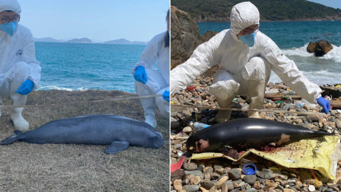 清水灣連續兩日現江豚屍體 分屬年幼及初生個體 今年累計12宗。海洋公園保育基金提供