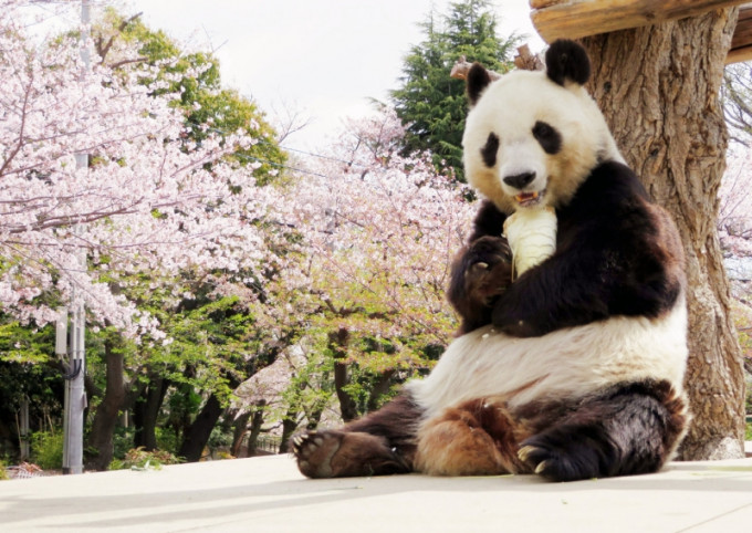 日本神戶將把高齡熊貓旦旦送還中國。(網圖)