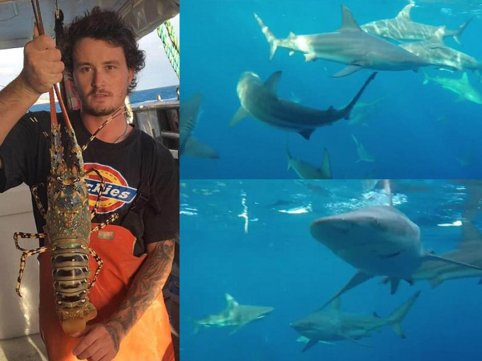 澳洲渔夫麦詹尼特为拍摄船下逾30条鲨鱼，不惜冒生命危险。（网图）