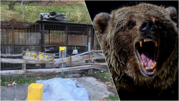 日男遭饲养逾20年的熊只攻击亡。twitter图及unsplash图(示意图)