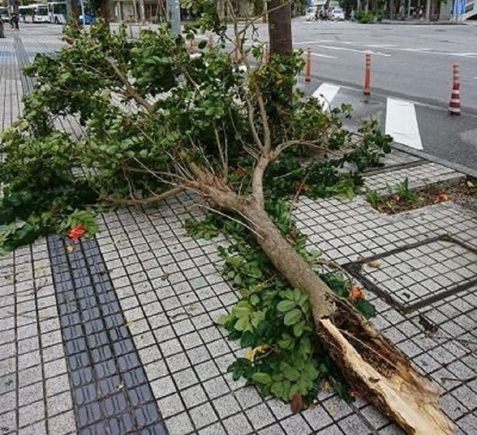 冲绳有树木倒塌。网上图片