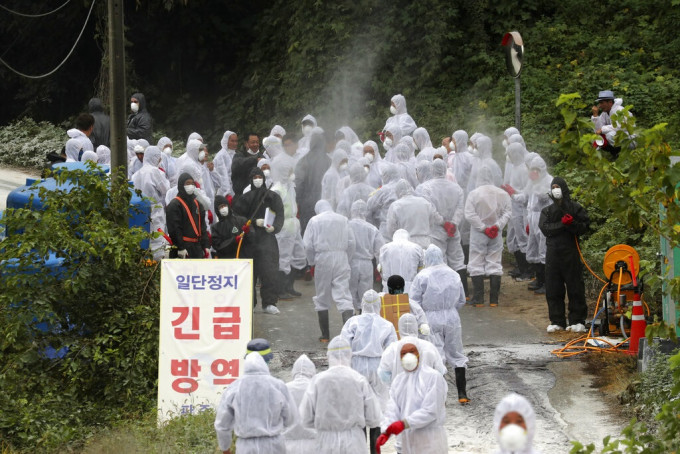 京畿道「坡州市」防疫人员进行消毒。AP图片