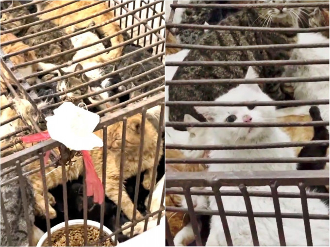 数百只猫咪被困在笼中，有些出现「应激反应」。网图