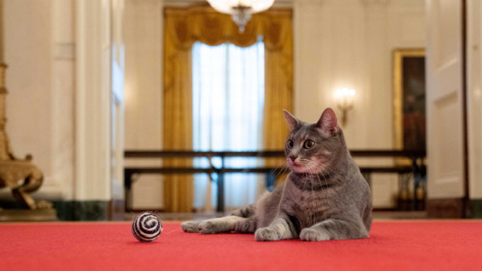 生活在白宫的「美国第一猫」威罗。