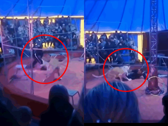 俄馬戲團馴獸師上場表演時，遭母獅失控狂咬小腿拖行。影片截圖