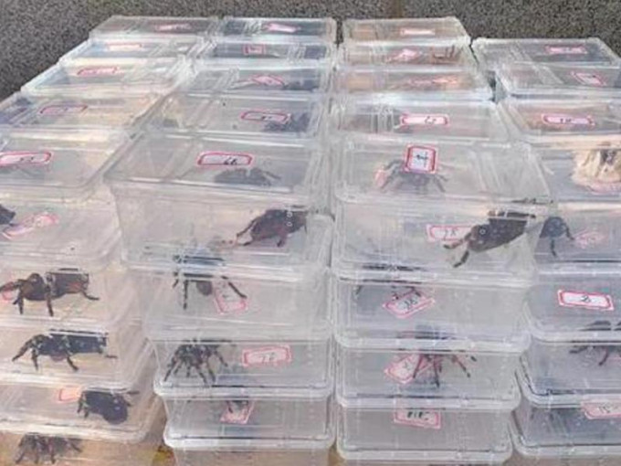 警方檢獲逾3000隻珍貴及瀕危動物，包括墨西哥紅尾捕鳥蛛等。網圖