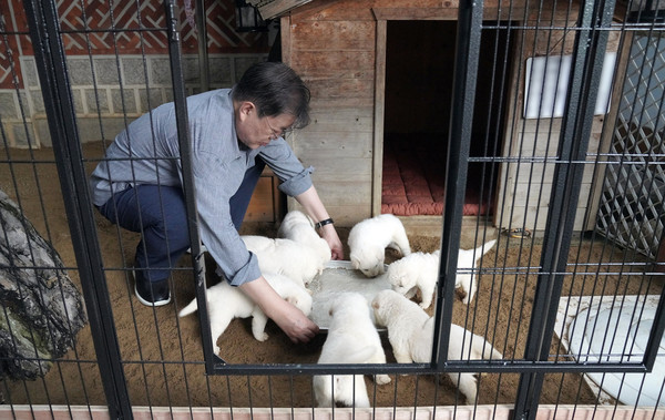 文在寅曾在臉書上分享豐山犬「熊熊」誕下7隻幼犬的好消息。（文在寅fb）