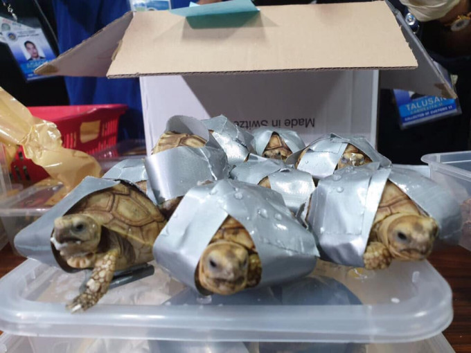 菲律宾机场行李检逾1500只活龟。网上图片