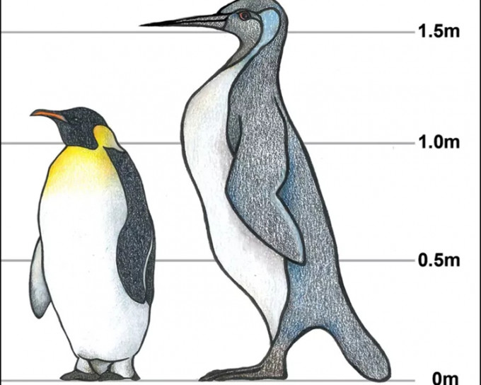 現時的企鵝只得約100公分高，但怪獸鳥可以高達約180公分高。網上圖片