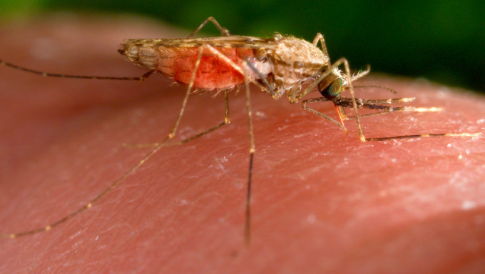美國20年來首次再出現瘧疾病例 。美聯社