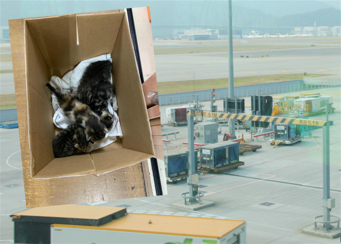 4隻幼貓在貨機上被發現。facebook「Wiwi之日常生活」圖片/資料圖片