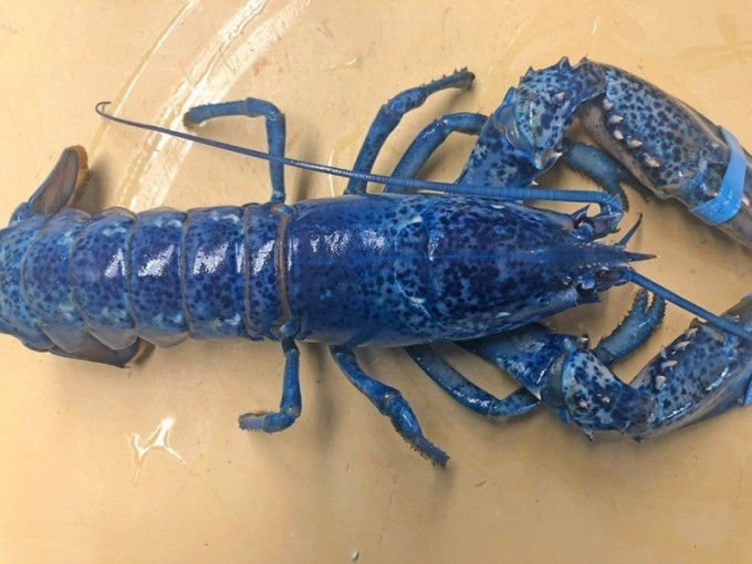 极为罕见的宝蓝色龙虾。（网图）
