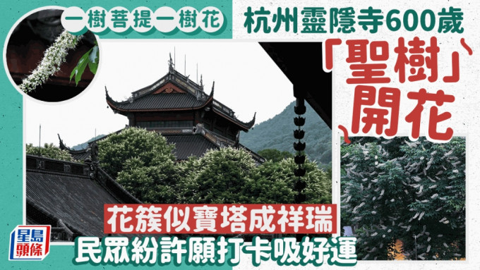 杭州靈隱寺600歲「佛門聖樹」開花
