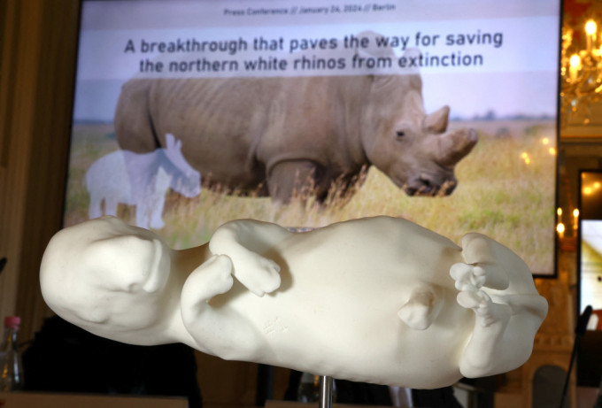 科学家成功让北方白犀牛的近亲南方白犀牛培育出全世界第一个试管犀牛胚胎。路透社