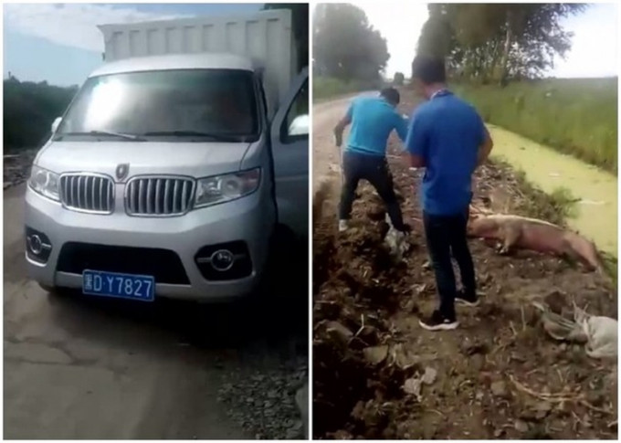 網傳短片，一輛貨車旁邊有兩名男子合力拉起溝裏的死豬。（網圖）