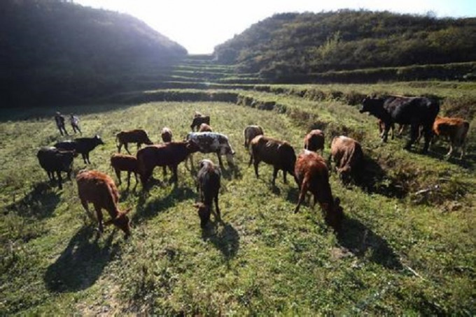 炭疽是一種自然疫源性疾病，牛羊等草食動物易受感染。資料圖片