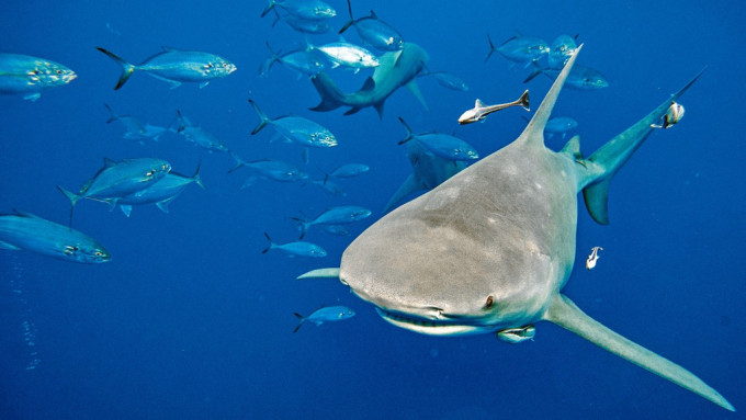 在美国佛州对开海域游弋的柠檬鲨(属受保护的真鲨科)。