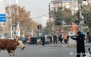 警方当场将疯牛击毙。