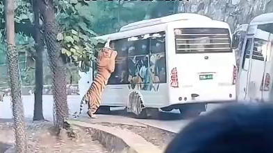 巨虎爬觀光大巴，洛陽動物園遊客驚恐尖叫。