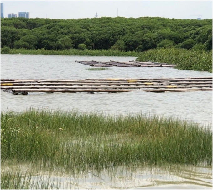 米埔自然保護區泥灘發現2個木浮排。ＷＷＦ提供