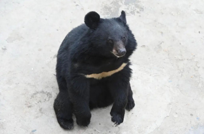有人质疑黑熊「周周」是由动物园的工作人员所假扮。网图