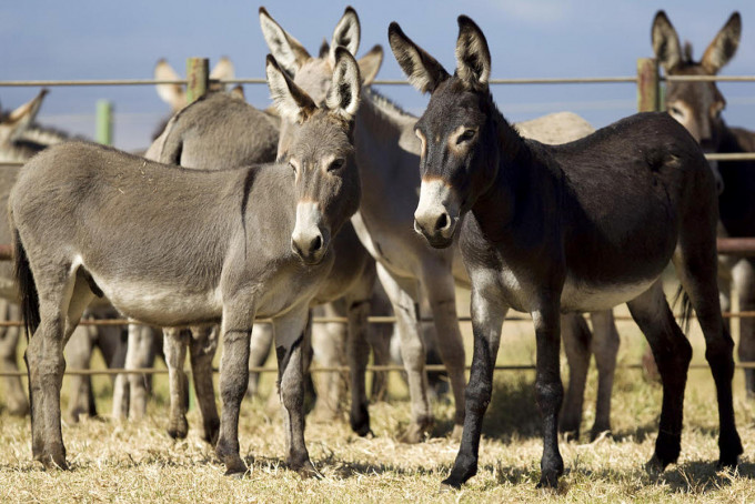 摩洛哥發生15名少年性侵驢子後染病奇案。AP圖片