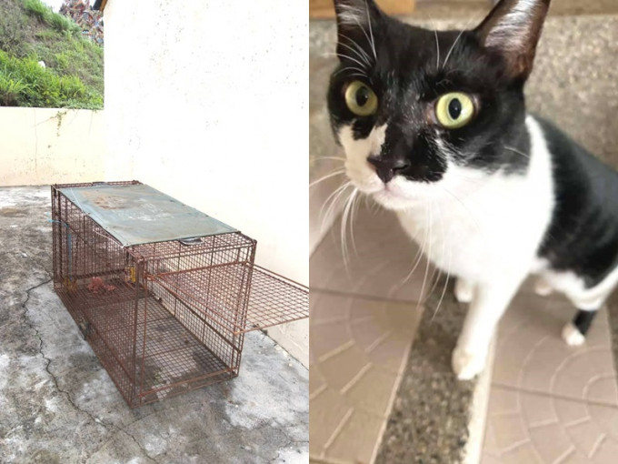 有關人員在民居範圍設置誘捕籠（左），屋主其中一隻貓被咬死。網圖