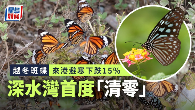綠色力量調查4個地點，發現斑蝶來港避寒的數目下跌約15%。