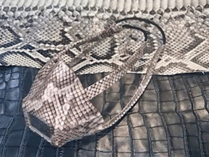 伍兹用蟒蛇和鬣蜥皮制成时尚口罩。网图
