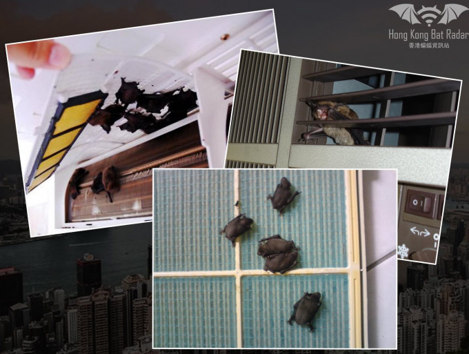 「香港蝙蝠資訊站」FB圖片