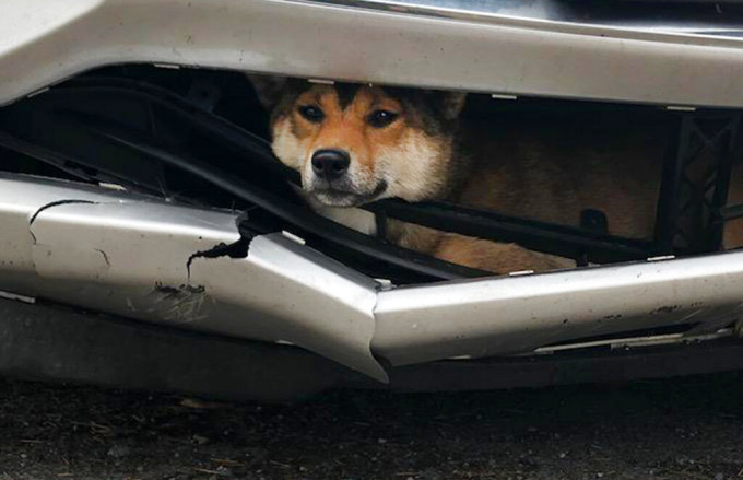 纽约一只小狗在纽约州北部被车撞伤，被卡在汽车「泵把」和车头「鬼面罩」之间。　AP