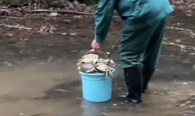 烏龜屍體載滿水桶。