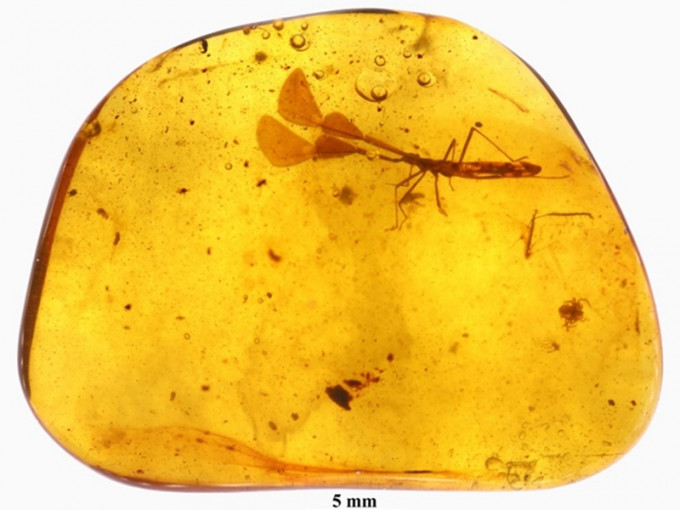 9,900萬年歷史的琥珀內發現新品種昆蟲。網圖