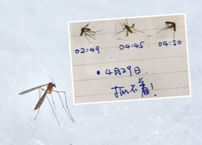 深圳網民飽受蚊患無法安睡，於是製作日記記錄殺蚊「戰果」Unsplash示意圖/影片截圖
