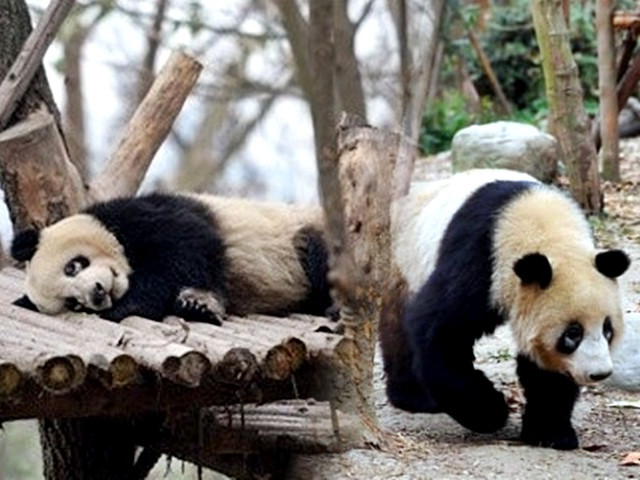 成都有熊猫的黑眼圈离奇变白。网上图片
