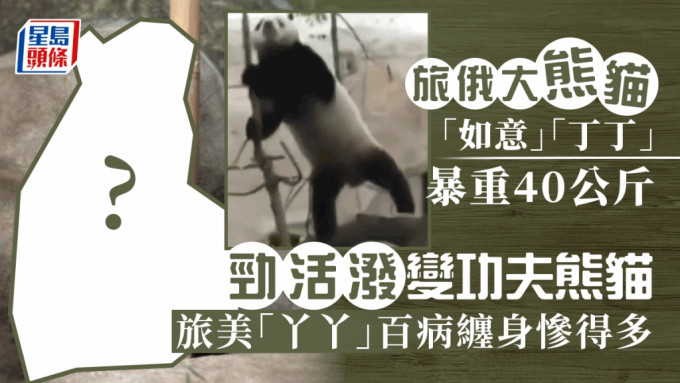 旅俄兩大熊貓暴增40公斤，網民笑指「成功夫熊貓」。