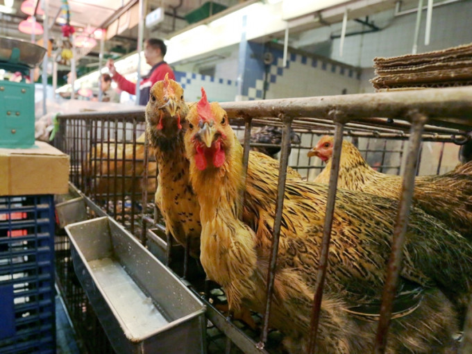 烏克蘭頓涅茨克州爆發高致病性H5N8禽流感，本港停止進口當地禽類產品。資料圖片