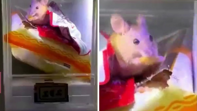 一只老鼠被发现在郑州一大学宿舍的自动售卖机内咬开零食，大快朵颐。网上影片截图