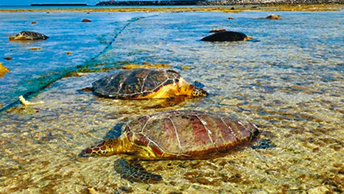 在沖繩久米島町海岸發現的垂死綠蠵龜。