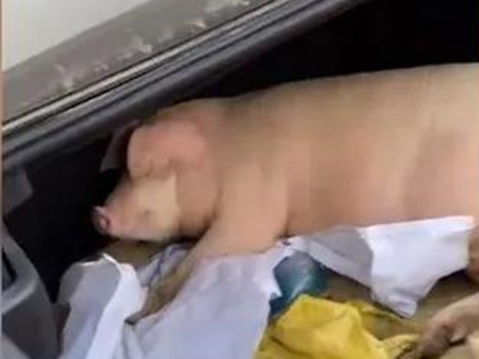 父母将一只自家养的300斤（约150公斤）活猪塞进他的私家车的后备箱。网图