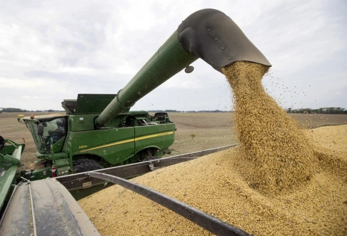 中國從巴西進口的大豆飆升至紀錄高位。AP資料圖片