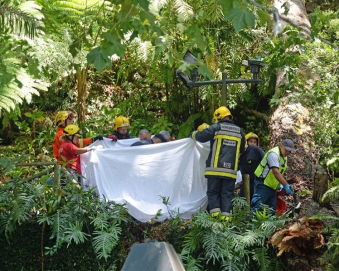 葡萄牙马德拉岛200年古树倒塌，压死13人。(网上图片)