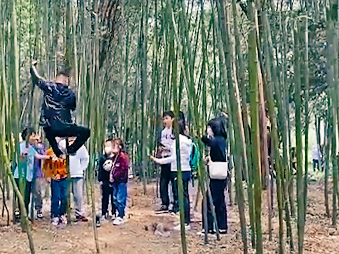 游客爬上竹树。