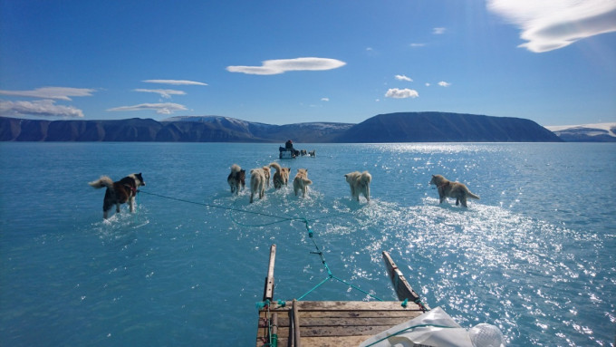 科学家在格陵兰拍摄到冰层融化，导致雪橇狗行走在水面。网上图片