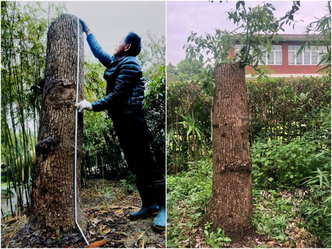 李先生因修剪自种的香樟树，而被城管罚款14万元。网上图片