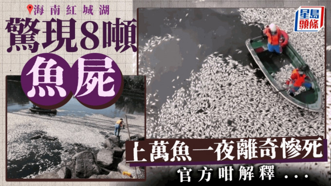 海南「8噸魚屍」塞滿河道 上萬魚一夜離奇慘死原因曝光