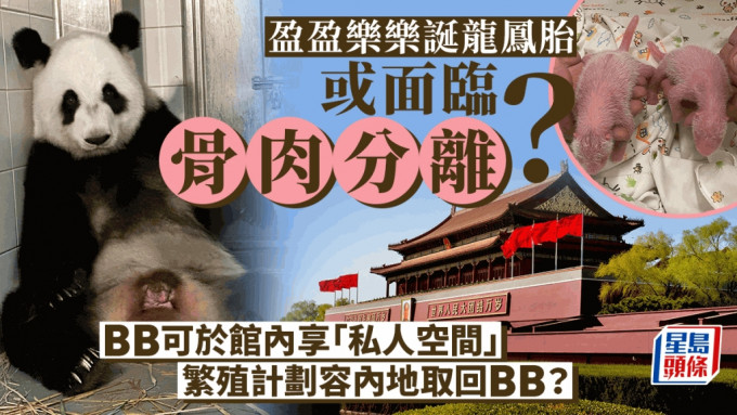 港产大熊猫︱园方早预留空间予熊猫宝宝  盈盈乐乐面临骨肉分离？