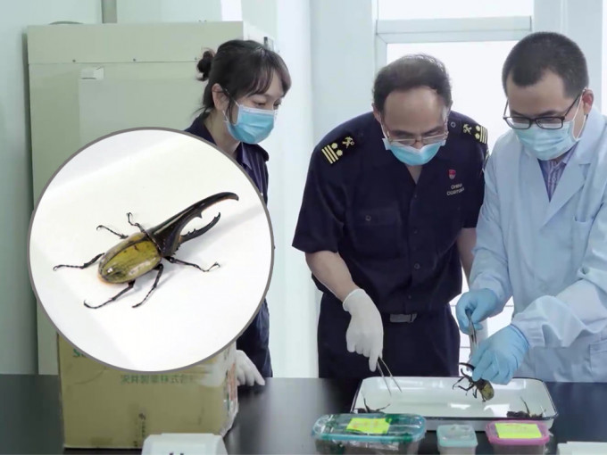 江門海關首次截獲3隻世界最長甲蟲。